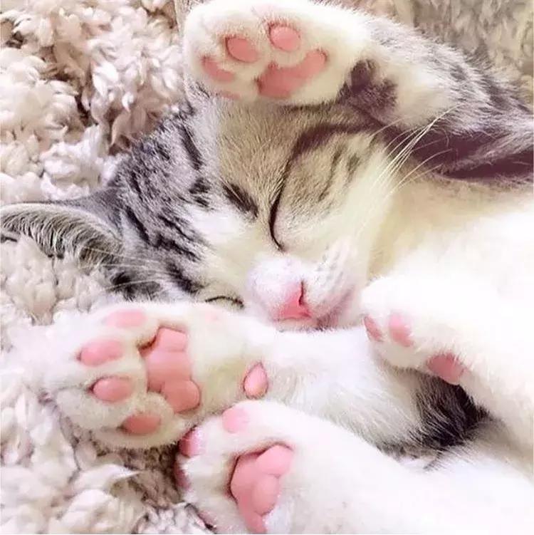 2021年大牌彩妆秋冬限定,兰蔻彩妆单品推荐系列