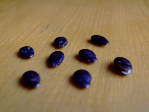 杈藉畞鍑犳湀鎾瑗跨摐,鍗楁柟瑗跨摐鍑犳湀鎾