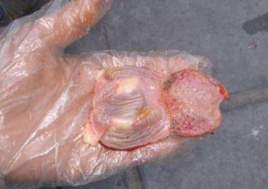 鸡新城疫病怎么治好,鸡新城疫及其预防分析