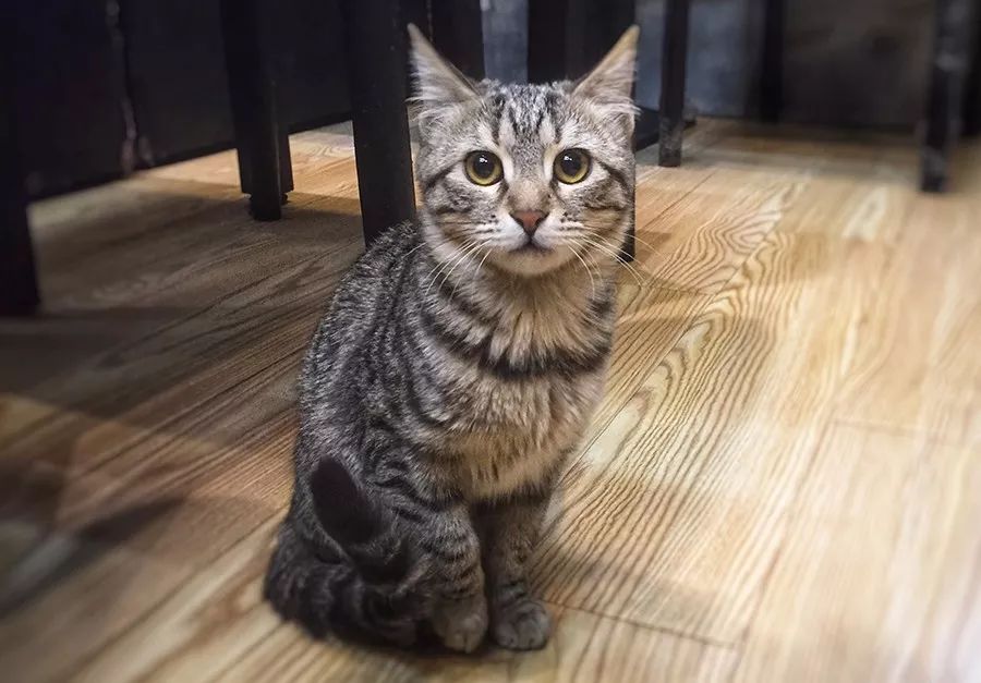 上海最好吃的麻辣面馆,上海最好吃的面条店