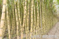 广西特产十大特产介绍及图片,广西最有名的十大特产