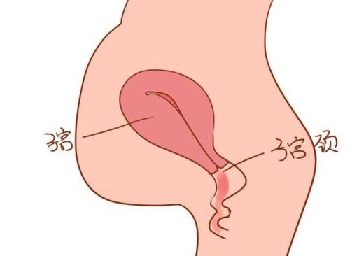 孕早期下腹膀胱的位置疼,孕早期下腹一动就扯着疼