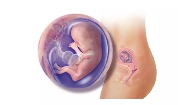 月安馨小课堂“羊水”为什么叫羊水呢？