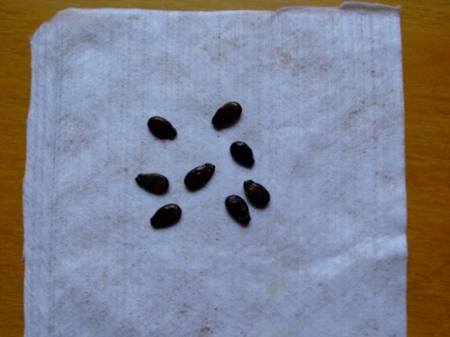 杈藉畞鍑犳湀鎾瑗跨摐,鍗楁柟瑗跨摐鍑犳湀鎾