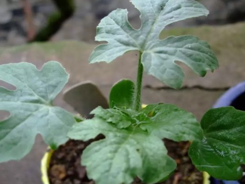 杈藉畞鍑犳湀鎾瑗跨摐,鍗楁柟瑗跨摐鍑犳湀鎾