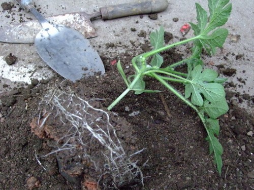 杈藉畞鍑犳湀鎾瑗跨摐,鍗楁柟瑗跨摐鍑犳湀鎾