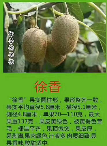 猕猴桃为什么又酸又涩,猕猴桃放软了还特别酸怎么回事