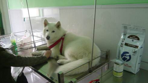 狗狗三针疫苗有预防细小的吗,狗狗得细小怎么治才能治好