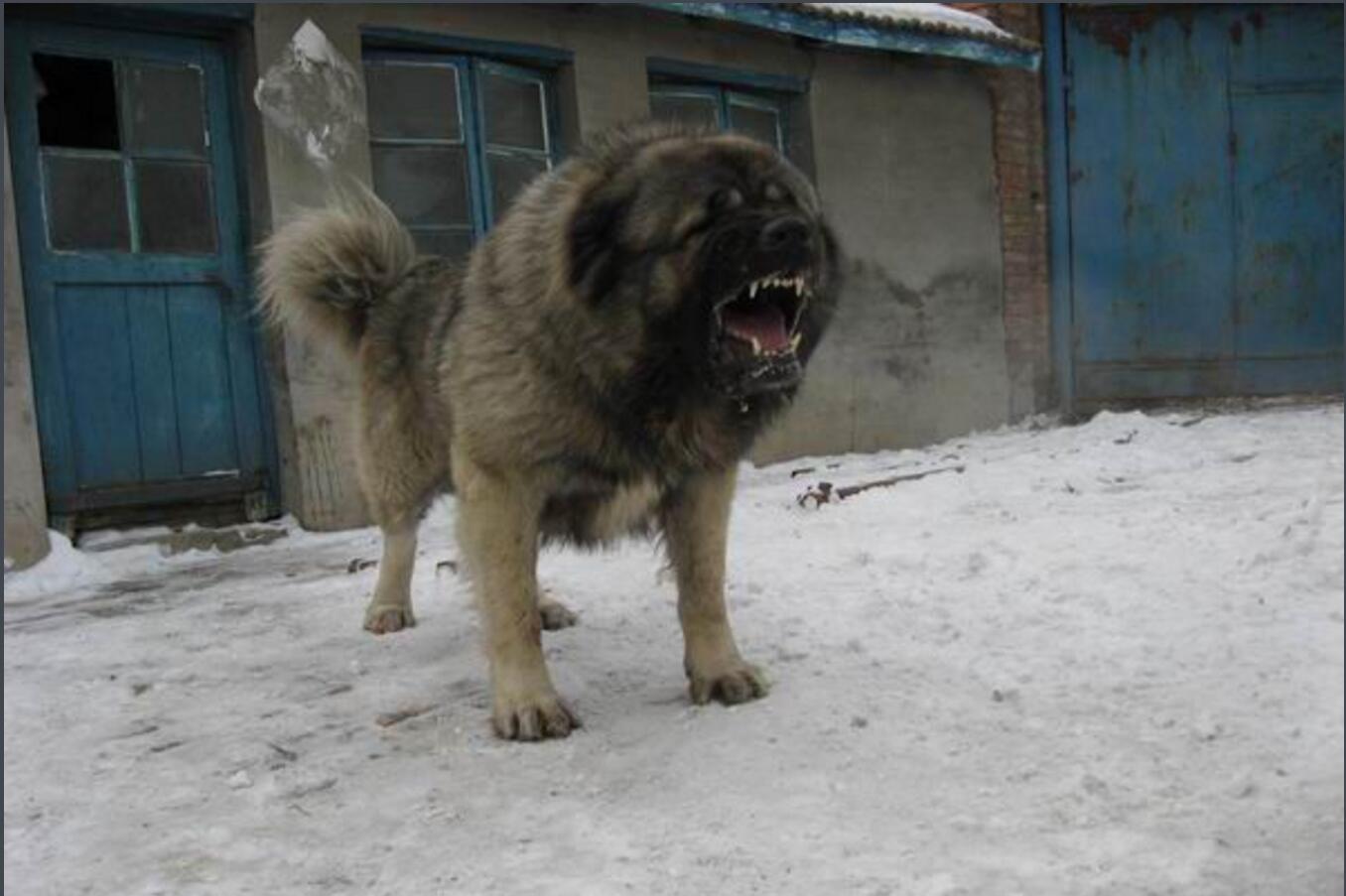 狗叫扰民杀狗犯法吗,邻居狗扰民毒死了违法不