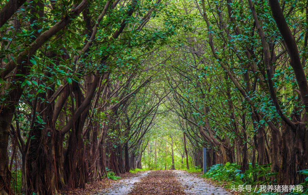 农业政府补贴项目申报流程,农业综合开发农业部项目申报指南