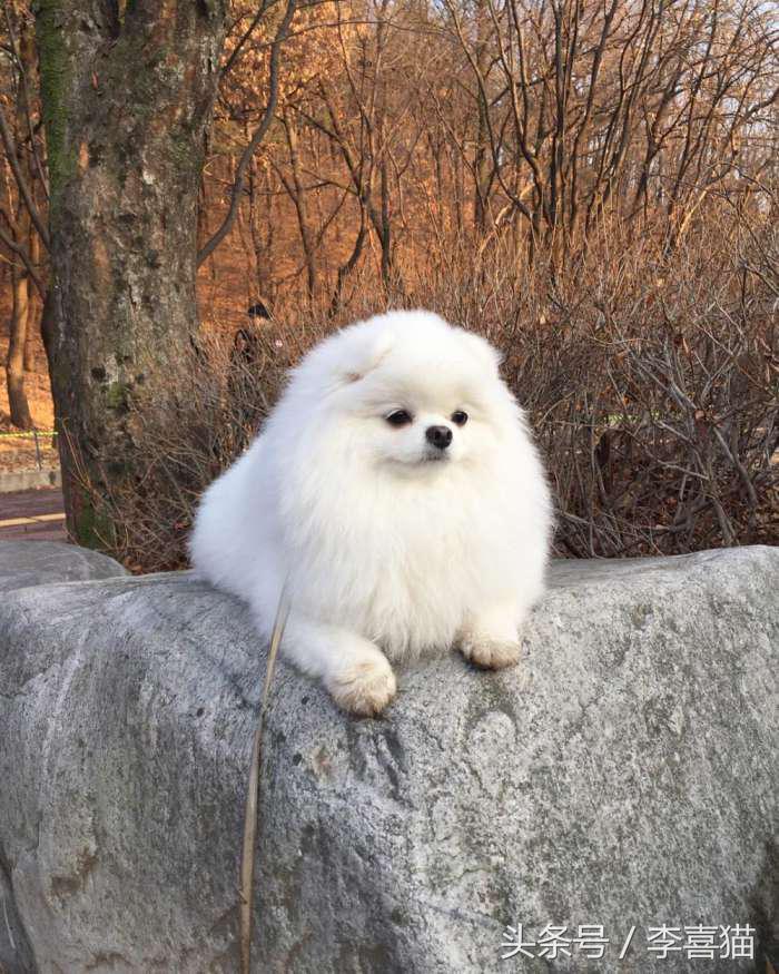 又是一只玩偶成精的汪星人，这甜美笑容简直萌到犯规！