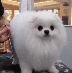 又是一只玩偶成精的汪星人，这甜美笑容简直萌到犯规！