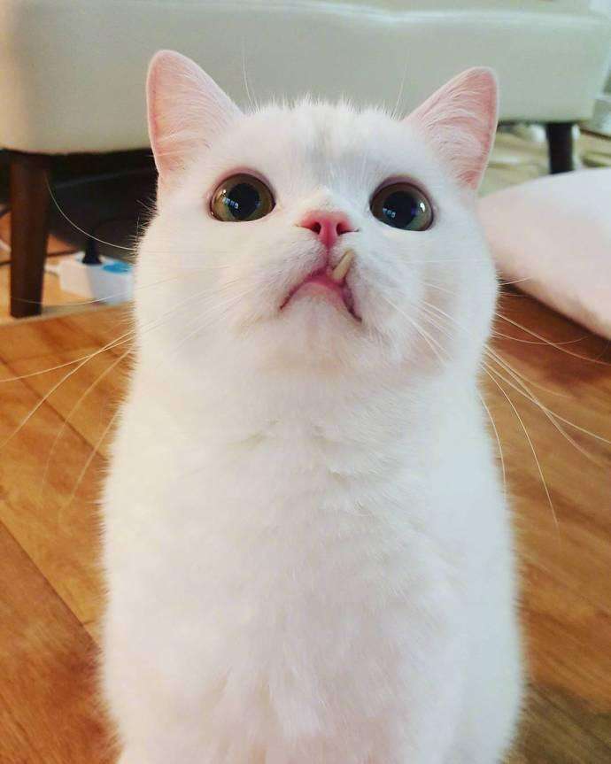 猫咪下犬齿长歪了,猫咪的下牙齿