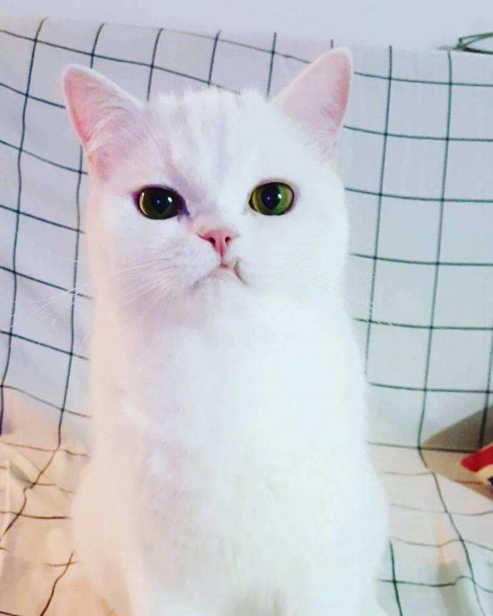 猫咪下犬齿长歪了,猫咪的下牙齿