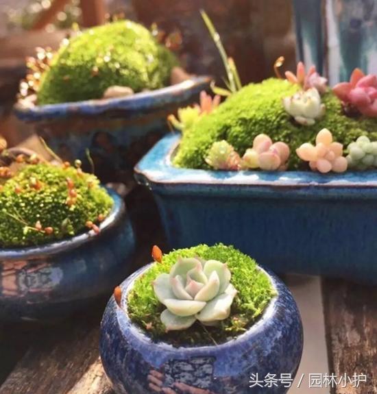 当多肉遇见雪,当多肉碰上鹦鹉