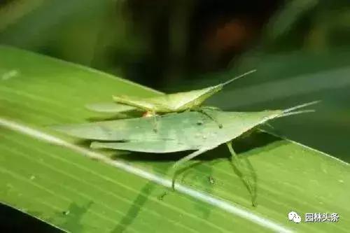 园林树木虫害防治方法及措施,园林虫害防治