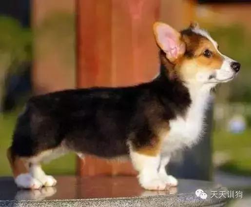 狗狗总喜欢乱叫,狗狗总喜欢哼哼唧唧