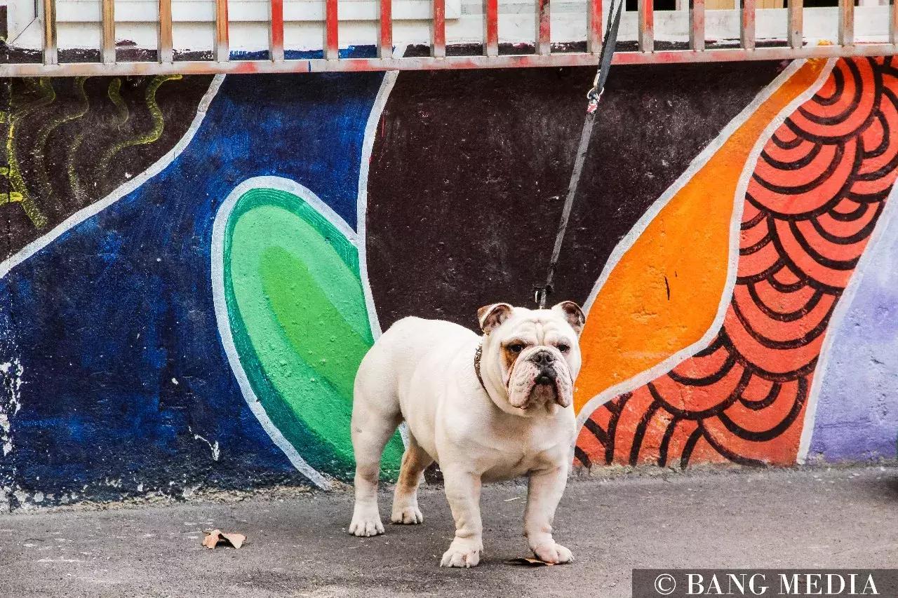 上海最清净的地方,上海最清净的去处