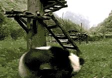 我国国宝大熊猫被外国租借有多难,日本大熊猫悲惨生活