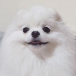 又是一只玩偶成精的汪星人，这甜美笑容简直萌到犯规！