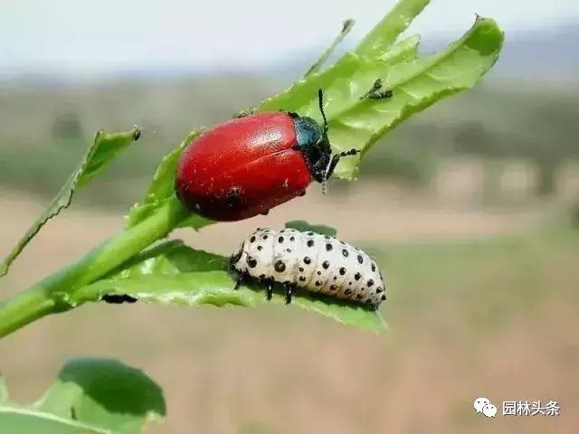 园林树木虫害防治方法及措施,园林虫害防治