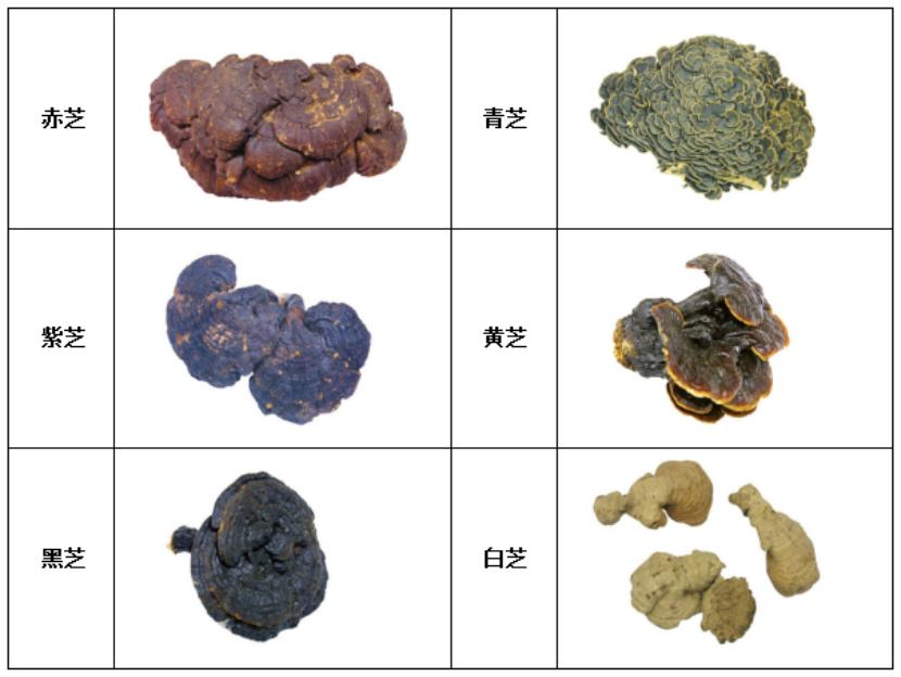 灵芝有哪些种类 (灵芝有多种)