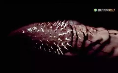 猫在交配时的快感，和人有什么不同？