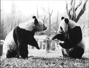 我国国宝大熊猫被外国租借有多难,日本大熊猫悲惨生活