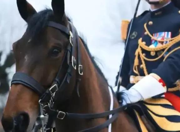 我国国宝大熊猫被外国租借有多难,日本大熊猫悲惨生活