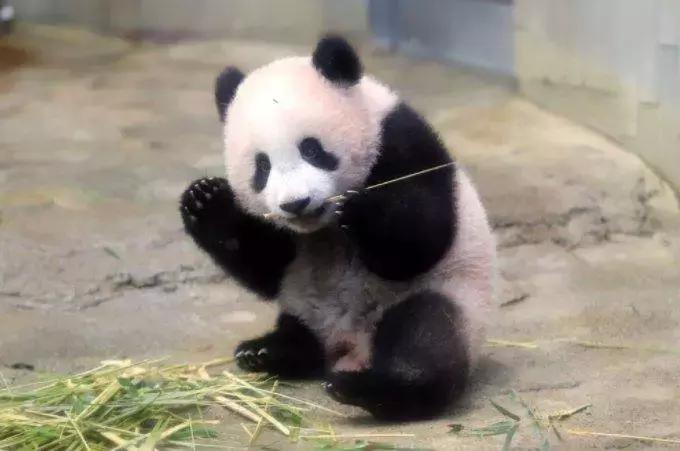 我国国宝大熊猫被外国租借有多难,日本大熊猫悲惨生活