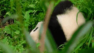 我国国宝大熊猫被外国租借有多难,日本大熊猫悲惨生活