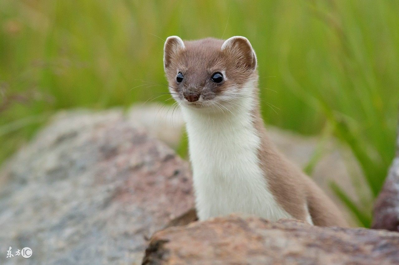 如果在家里发现了黄鼠狼能打吗,家里进了黄鼠狼怎么办