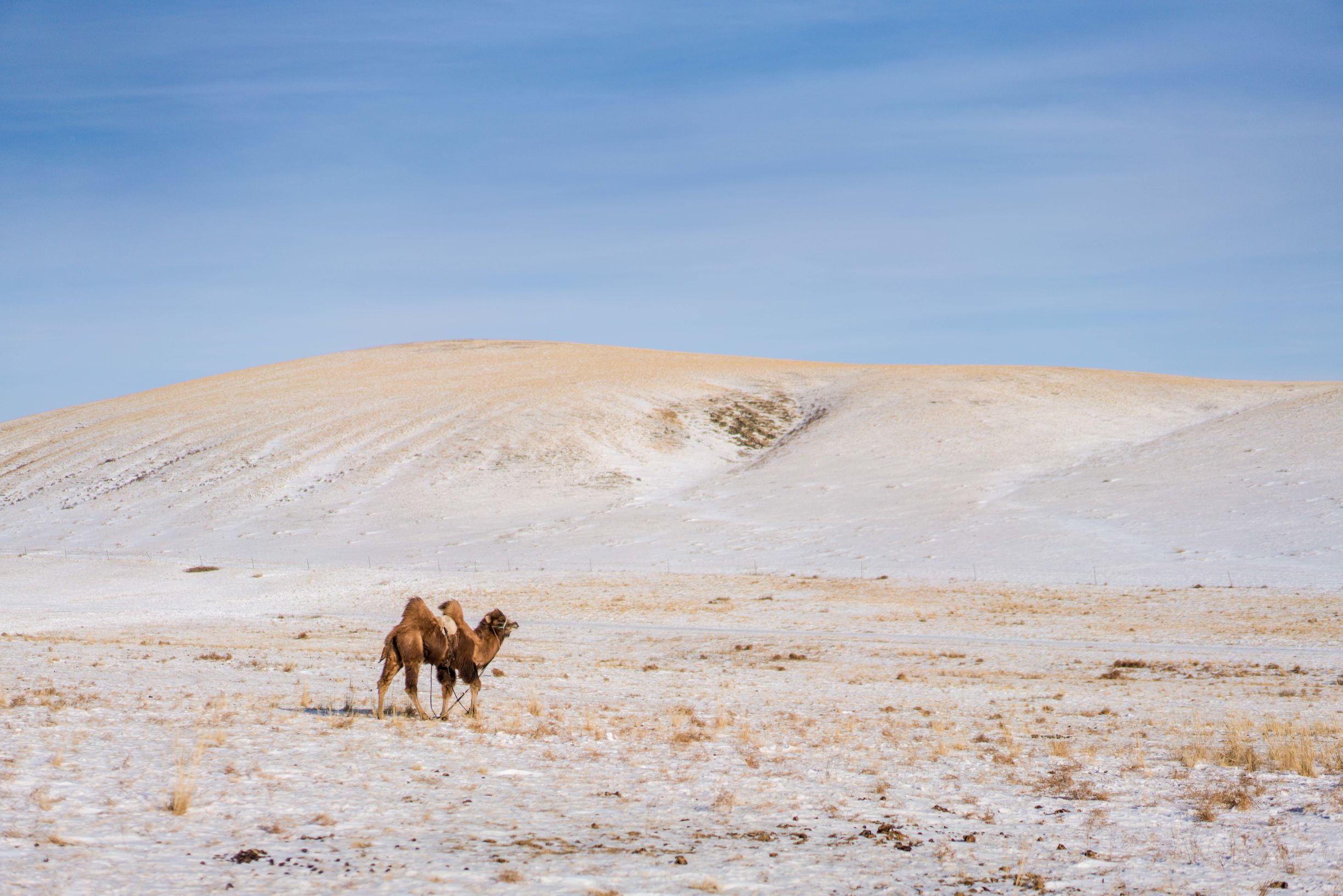 冰雪那达慕大会,冰雪那达慕完整版开幕式