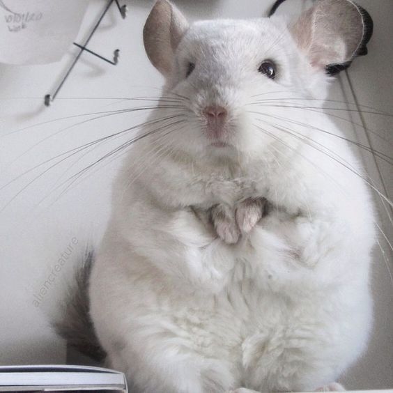 龙猫吃草不吃粮怎么办,龙猫只吃草不吃粮