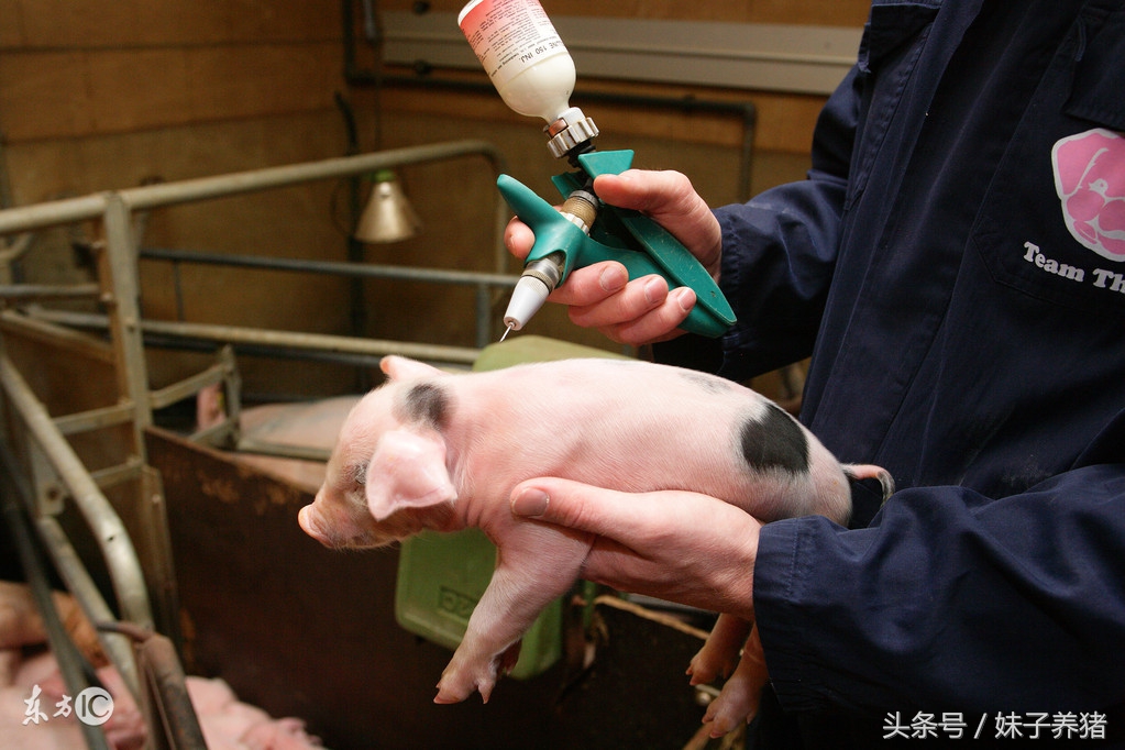 猪场养猪出现疾病，养猪人给药方式选不对，多少钱也白搭