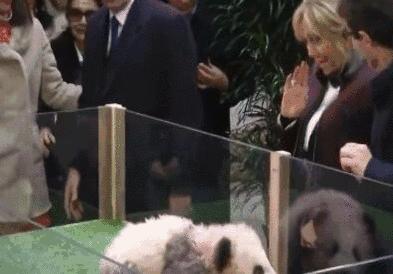 我国国宝大熊猫被外国租借有多难,日本大熊猫悲惨生活