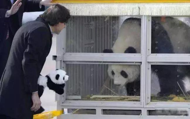 我国国宝大熊猫被外国租借有多难,日本大熊猫悲惨生活