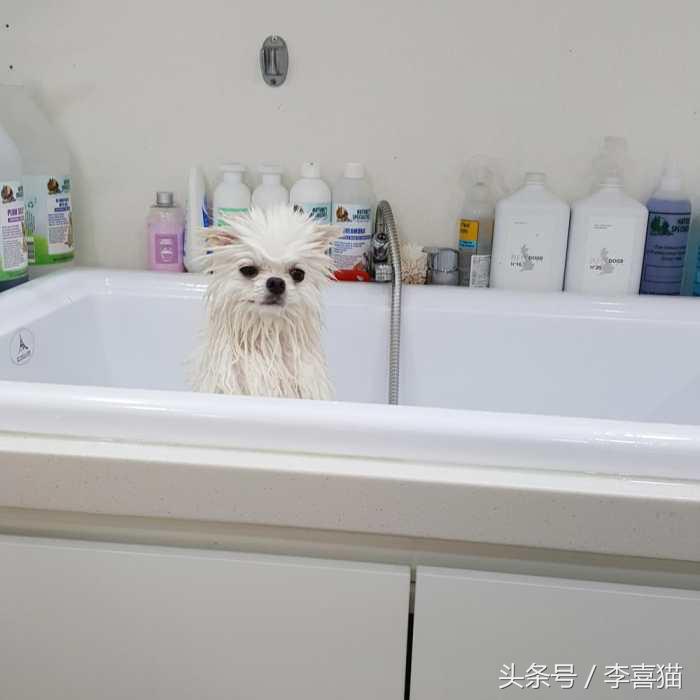 又是一只玩偶成精的汪星人，这甜美笑容简直萌到犯规！