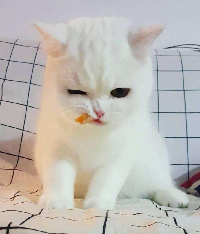 猫咪下犬齿长歪了,猫咪的下牙齿