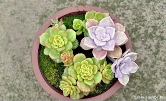 当多肉遇见雪,当多肉碰上鹦鹉