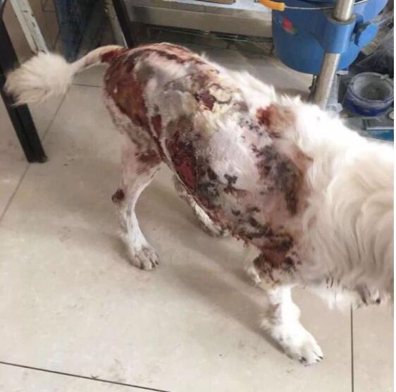 才出生小狗被咬死,出生的小狗被虐待