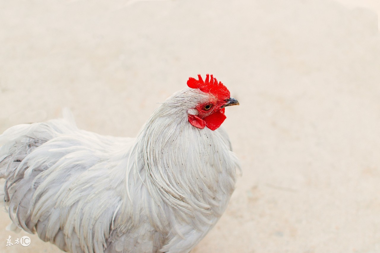 给鸡补钙最好的办法,用什么给鸡补钙最好
