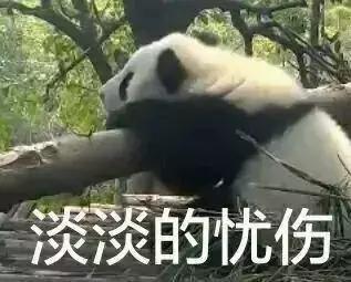 我国国宝大熊猫被外国租借有多难,日本大熊猫悲惨生活