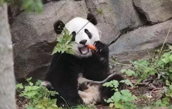 我国国宝大熊猫被外国租借有多难,日本大熊猫悲惨生活