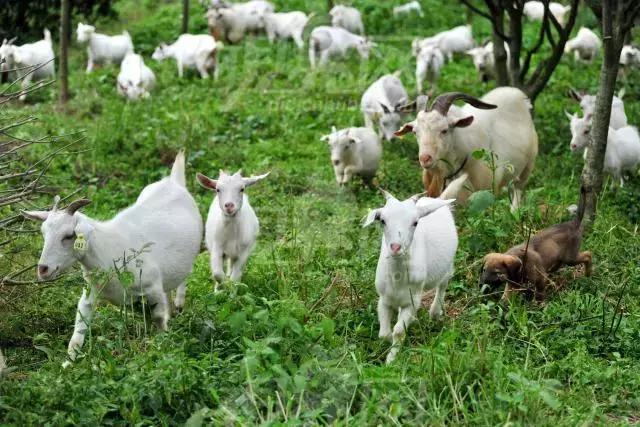 年味儿发酵！藏龙镇年货节即将开幕！