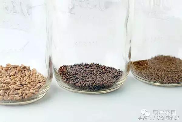 有机豆苗和西兰花营养,各种春季种的蔬菜苗