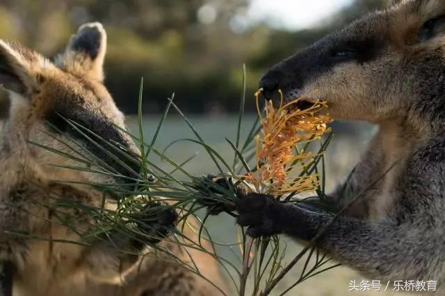 澳大利亚必买17种购物清单,去澳大利亚必买的清单
