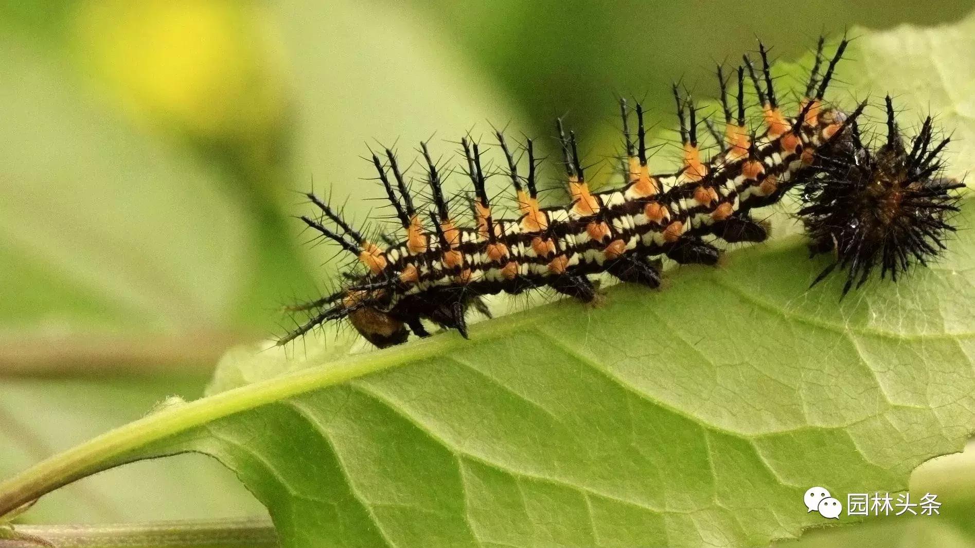 园林树木虫害防治方法及措施,园林虫害防治