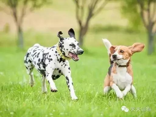 狗狗总喜欢乱叫,狗狗总喜欢哼哼唧唧