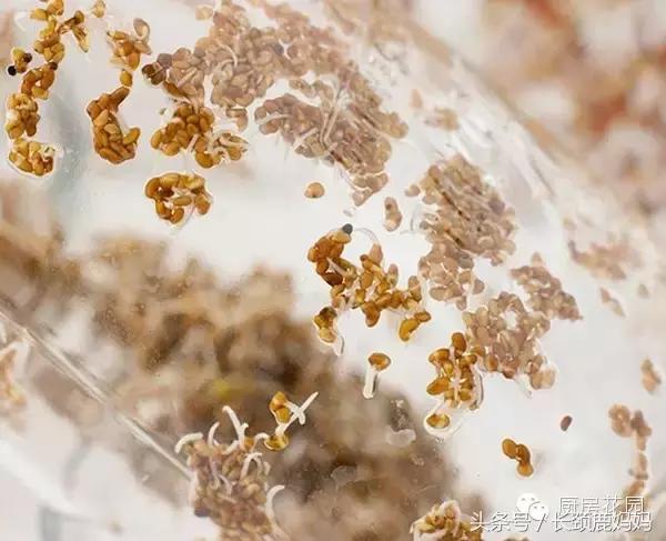 有机豆苗和西兰花营养,各种春季种的蔬菜苗